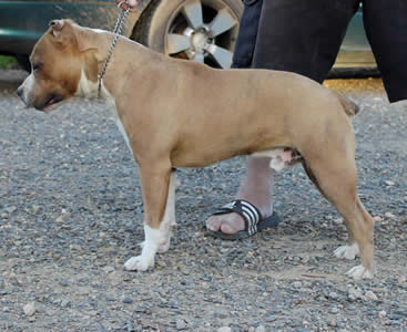 DDDawgs Krueger (AI)